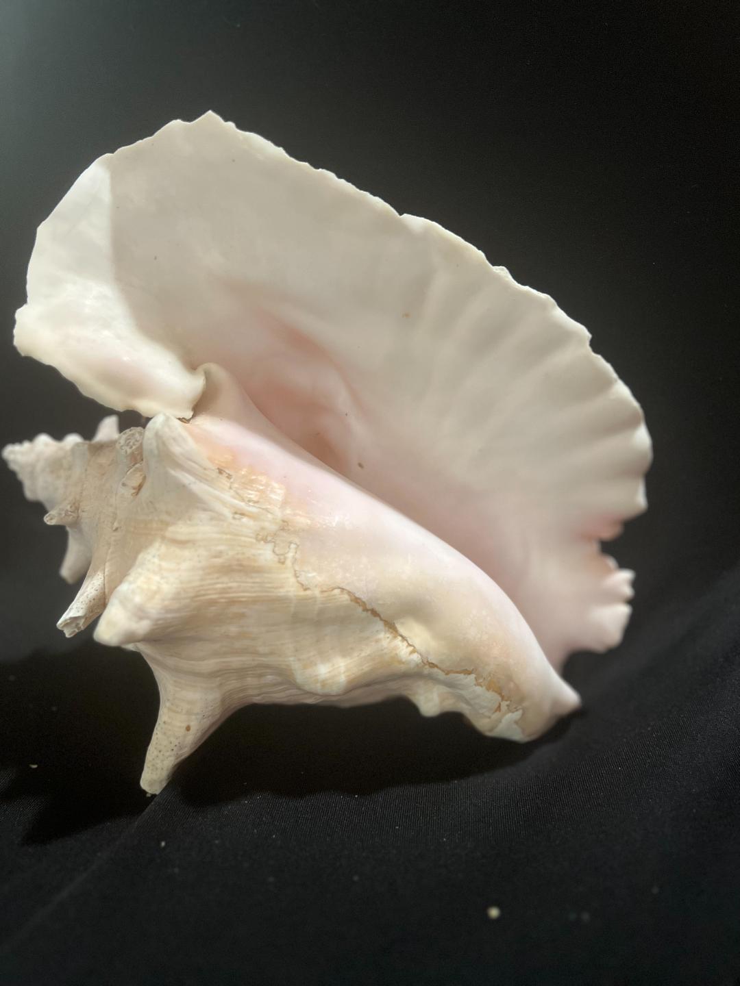 Conch Shell Med Size