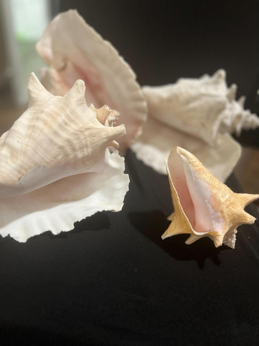 Conch Seashells