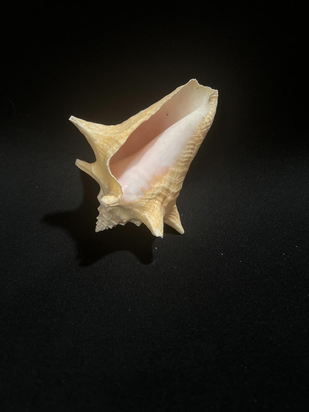 Small Conch Shell