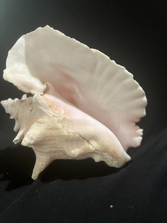 Conch Shell Med Size