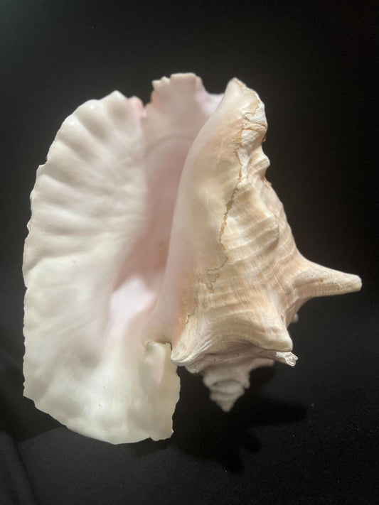 Big Conch Shell